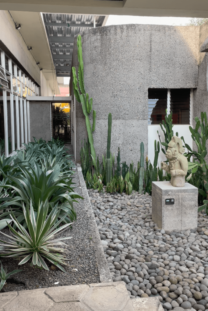 Jardín de Xerofilas IICA 1