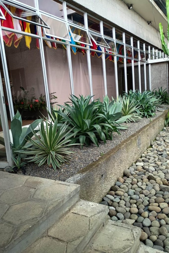 Jardín de Xerofilas IICA